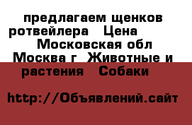 предлагаем щенков ротвейлера › Цена ­ 25 000 - Московская обл., Москва г. Животные и растения » Собаки   